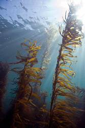 Kelp and light.

Photographed in Victoria, Australia.
... by Cal Mero 